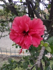 Hibiscus rosa-sinensis