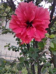Hibiscus rosa-sinensis