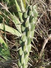 Austrocylindropuntia subulata