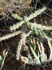 Austrocylindropuntia subulata