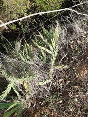 Austrocylindropuntia subulata