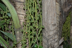 Caryota