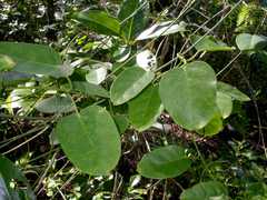 Vincetoxicum biglandulosum