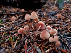 Mycena monticola