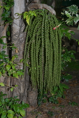 Caryota