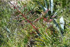 Tillandsia secunda
