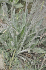 Leontodon biscutellifolius