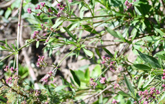 Alternanthera porrigens