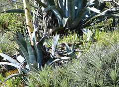 Agave cordillerensis
