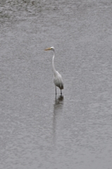 Ardea alba