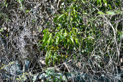 Phoradendron nervosum