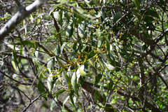 Phoradendron nervosum
