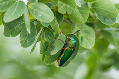 Sternocera aequisignata