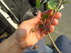 Callirhytis congregata