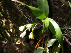 Dendrobium macropus