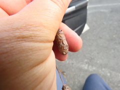 Callirhytis congregata