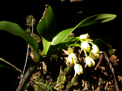 Dendrobium macropus