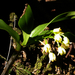 Norfolk Island Cane Orchid - Photo (c) Pete Woodall, some rights reserved (CC BY-NC), uploaded by Pete Woodall