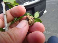 Callirhytis congregata