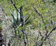 Agave cordillerensis