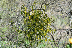 Phoradendron nervosum