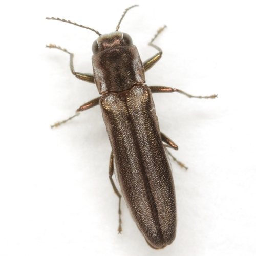 Bronze-green Borer