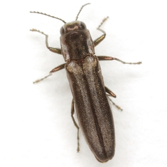 Agrilus paracelti