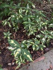 Graptophyllum pictum