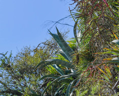 Agave cordillerensis