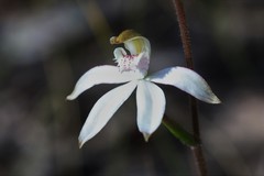 Caladenia gracilis