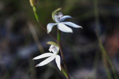 Caladenia gracilis