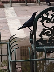 Quiscalus mexicanus