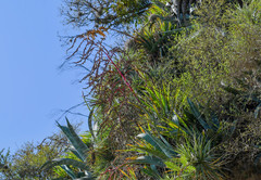Tillandsia secunda