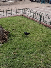 Quiscalus mexicanus