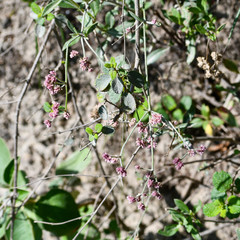 Alternanthera porrigens