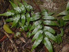 Arthropteris tenella