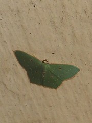 Cyclothea disjuncta