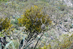 Phoradendron nervosum