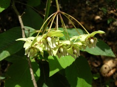Asclepias auriculata
