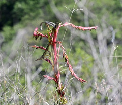 Tillandsia secunda