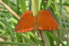 Ariadne ariadne