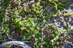 Selaginella peruviana