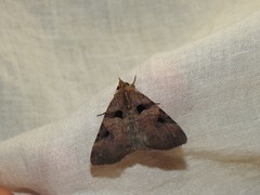 Avatha discolor