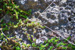 Selaginella peruviana