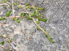 Selaginella peruviana