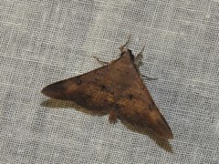 Hypospila bolinoides