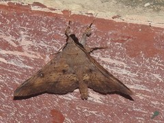 Hypospila bolinoides