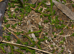 Selaginella peruviana
