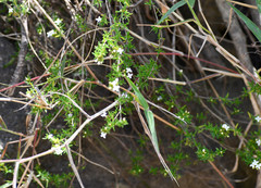 Arcytophyllum thymifolium