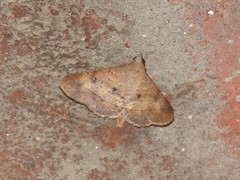 Hypospila bolinoides